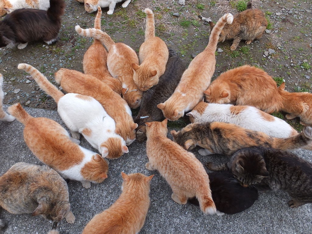 cat island  places to visit japan