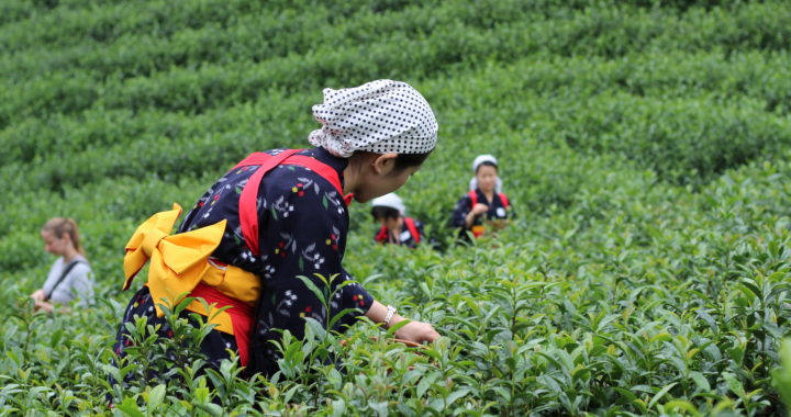 Picking tea