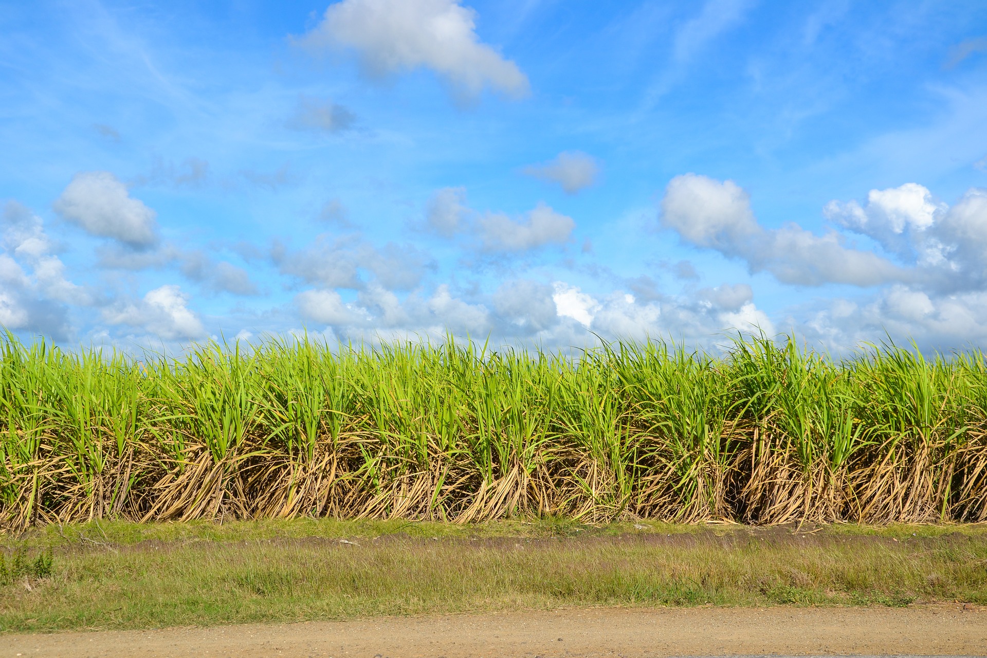 Sky and bushes in Cuba while driving