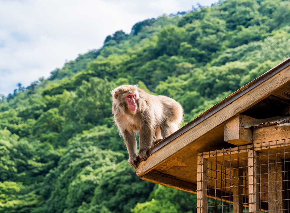 Arashiyama kyoto japan itinerary