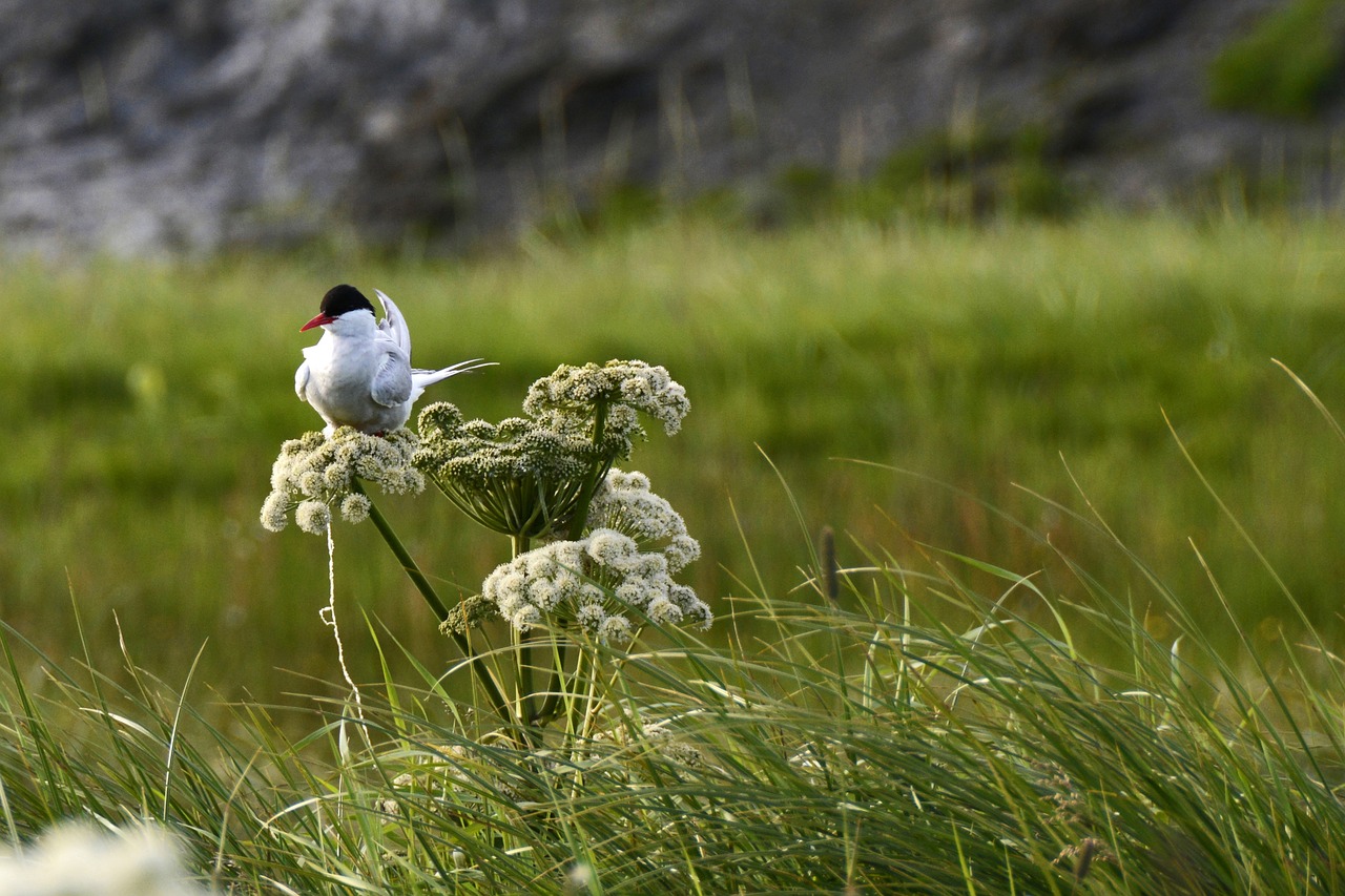 april iceland spring birds on grass and flowers